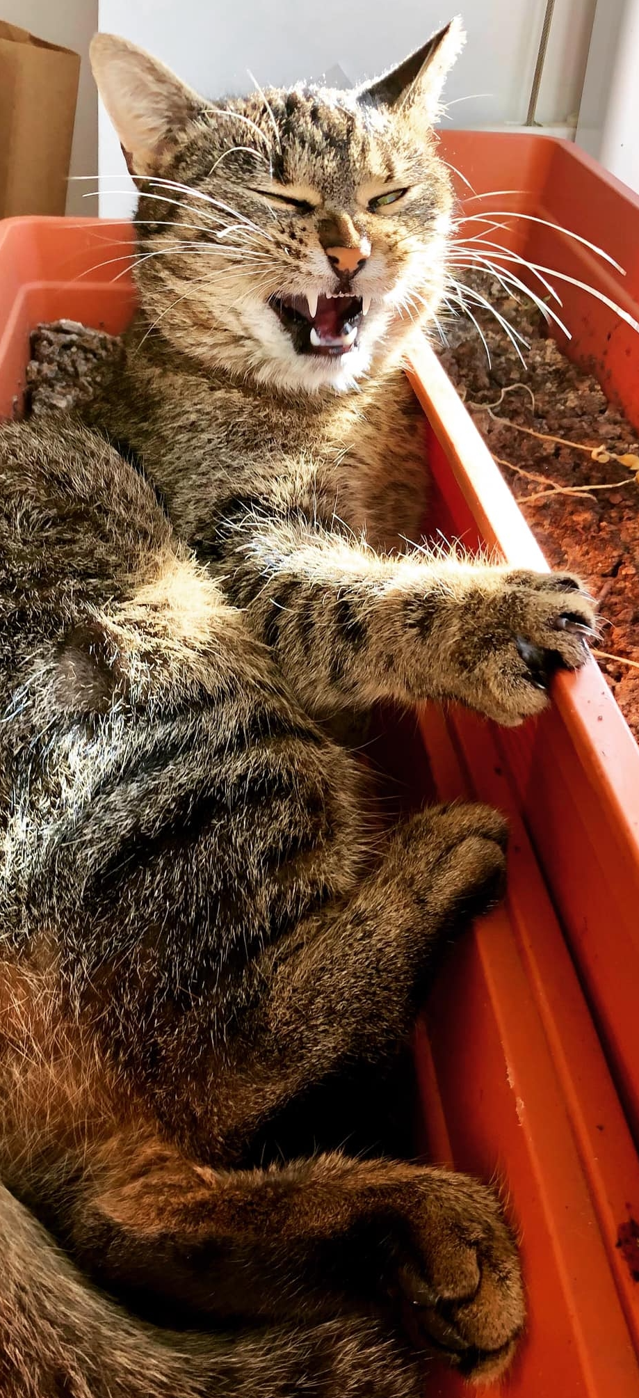 Zen-Großmeisterin Lea ;-)